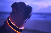 Cachorros ganham seu primeiro wearable device: uma coleira conectada